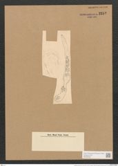 Colletonema dubium Grun. (de-Toni-Nr.: Genus 18, Species 1158/5) Zeichnungen Sammlung Grunow Nr. 2252 (NHMW-BOT-W0369353)